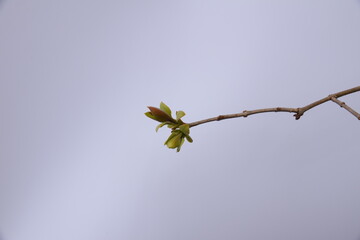 branch with leaves lilac spring buds blooms