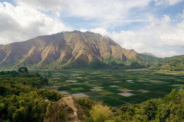 Fototapeta premium Scenic landscape of green agricultural fields, trees and hills in the background in Lombok Indonesia