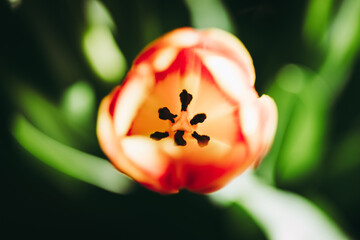 Closeup of a beautiful tulip in a garden on a sunny day
