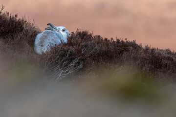 Mountain hare (Lepus timidus) on the hillside in the heather, Perthshire, Scotland