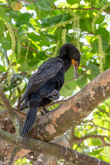 Double crested cormorant perched on a tree branch.