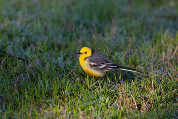 little bird on the grass, Citrine Wagtail, Motacilla citreola