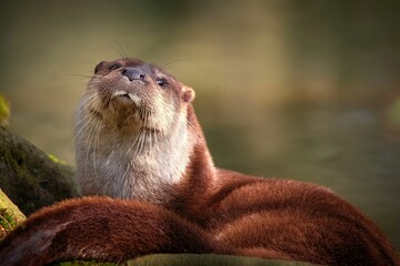 Relaxed adult fishotter