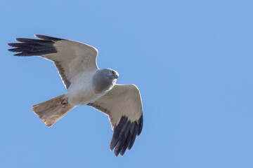 Male hen harrier flying in the winter