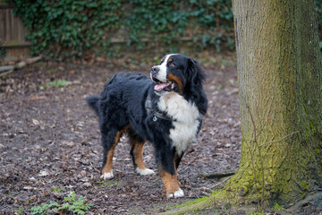 Naklejka na ściany i meble Bernese Mountain Dog standing under the tree, looking up 