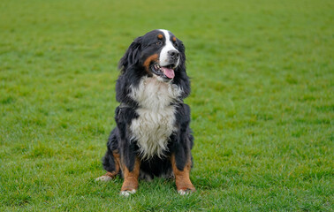 Bernese Mountain Dog sitting on the green grass 