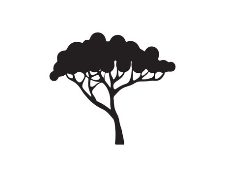 acacia tree vector silhouette, isolated on white