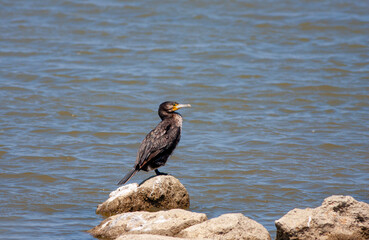 bird watching around on the stone, Great Cormorant, Phalacrocorax carb