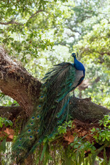 Naklejka premium Peacock perched on a tree in the forest.