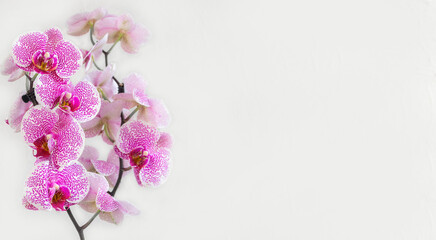 Panoramic view of branch white with small purple speckles orchid flowers phalaenopsis (pandora elegance), known as the Moth Orchid or Phal. Flower on the white background. Selective focus. Copy space