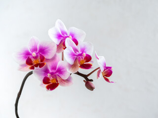 Beautiful Anthura Buenos Aires orchid flowers on white background, copy space. Tropical flower, branch of orchid close up. Lilac orchid background. Holiday, Women's Day, Flower card.