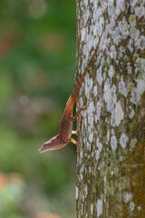 Brown Anole (Anolis sagrei) on a tree in Florida, USA.  Also known as Bahaman anole, De la Sagra's anole, Cuban brown anole.