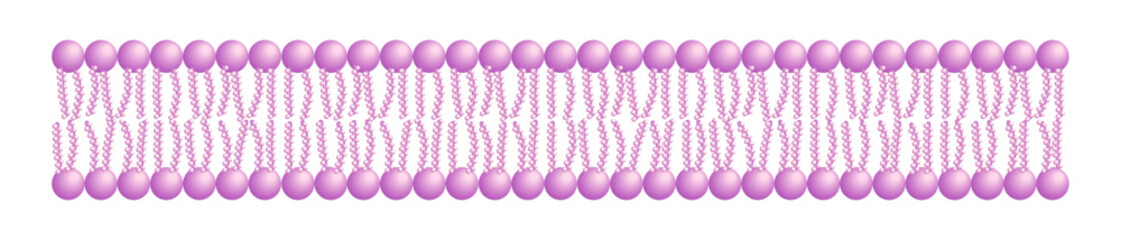Phospholipid Bilayer Structure - Single Layer - Medical Vector Illustration.