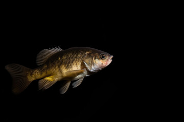Fototapeta premium Portrait of a fish black background, Generative AI