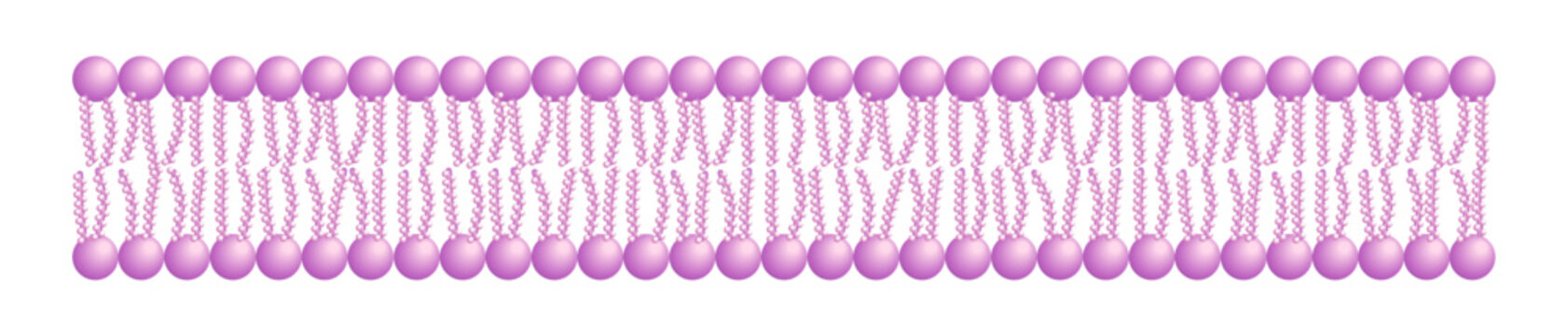 Phospholipid Bilayer Structure - Single Layer - Medical Vector Illustration.