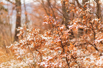 forêt automnale 