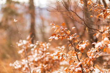 forêt automnale 