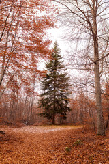 forêt automnale 