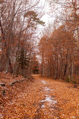 forêt automnale 