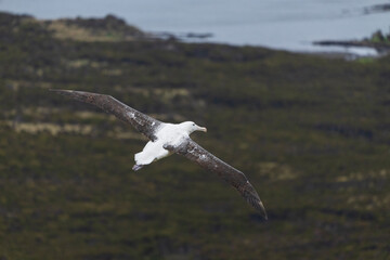 Fototapeta premium Southern royal albatross (Diomedea epomophora)
