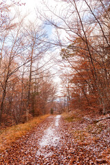 forêt automnale 