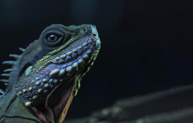 close up of iguana