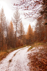 forêt automnale 