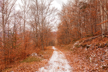 forêt automnale 
