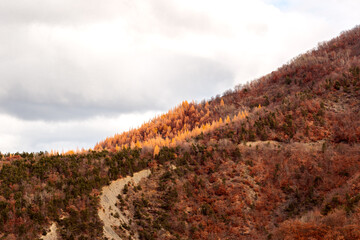 forêt automnale 
