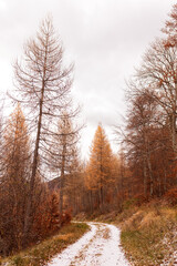 forêt automnale 