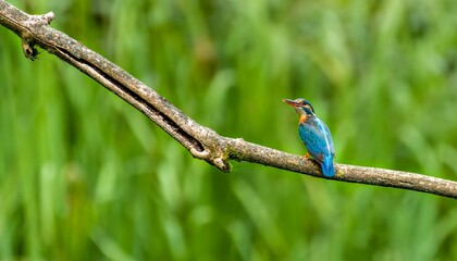 Closeup of a kingfisher bird perched on a tree branch