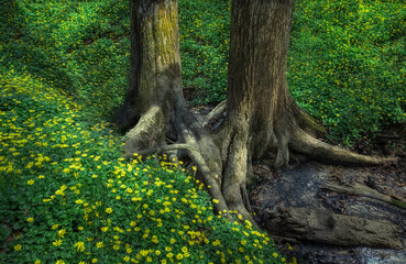 Beautiful shot of fig buttercups growing next to tree roots