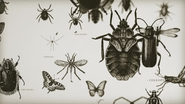 Retro Entomologist 3d Gallery Loop/ 4k motion graphics of a vintage background with various insects specimen scrolling inside a gallery with grain texture, depth of field and parallax effect