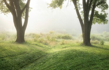 Scenic view of a green tree in Champions Park in Louisville, Kentucky at a foggy sunrise