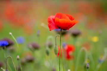Red poppy flower in a field of wild flowers on a blurred background
