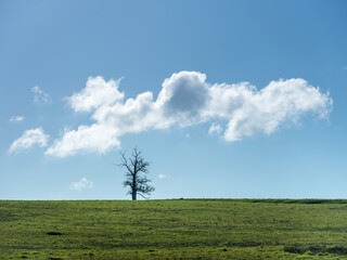 La silhouette d'un arbre seul en hiver sur une colline avec un ciel bleu