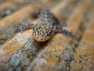 dragón gekko camuflado encima de un suelo de piedra tomando el mismo color