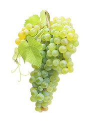 Bunch of grapes isolated