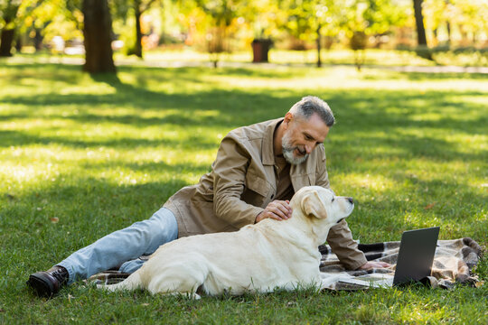 happy middle aged man with grey beard petting labrador dog while watching movie on laptop during picnic in park.