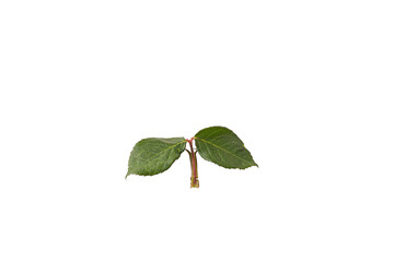 green rose leaf with two leaves with transparent background