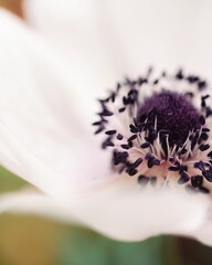 Closeup shot of purple anenome flower in a garden