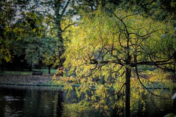 Fototapeta na wymiar Beautiful leafy trees of St James's park in Westminster, central London over a small lake