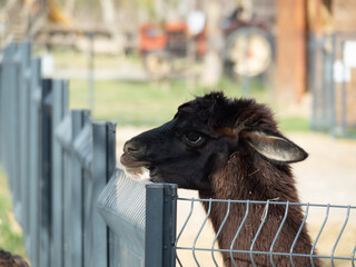 alpaca negra y marrón con la cabeza apoyada en una valla  - obrazy, fototapety, plakaty