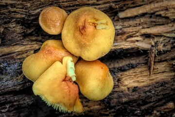 Closeup of Laughing gym fungi captured in a forest captured from top view