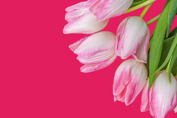 white pink tulips on a fuchsia background