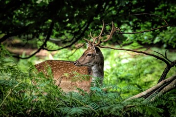 Side profile shot of an adorable European fallow deer captured in a green environment