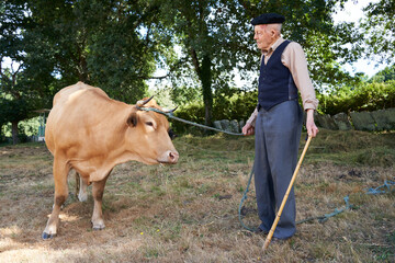 Grandfather looking tenderly at a blonde Galician breed cow. Senior grandfather standing in a pasture in the countryside carrying his cow by a rope.