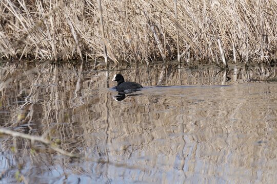 Duck in pond, surrounded by reeds