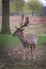 I may be small but I do have big antlers