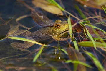 American Bullfrog sits in a layer of green pond